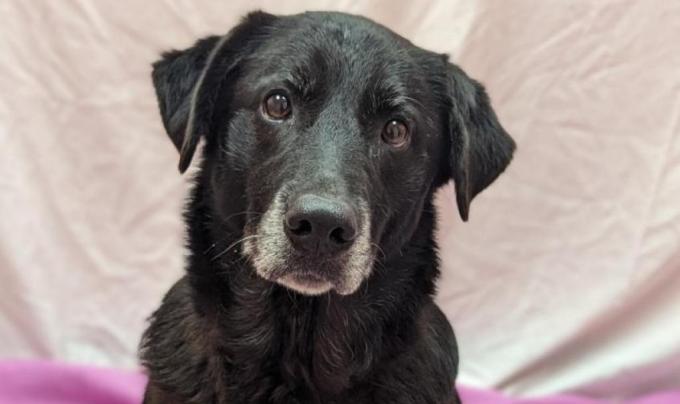 Thelma the dog on a pink blanket